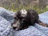 Otis, a male Miniature Bernedoodle for sale in Camden, MI – 4 of 5