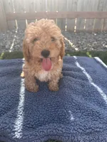 Cash, a male Miniature Goldendoodle for sale in Camden, MI – 3 of 5