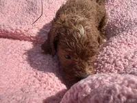 Maeve , a female Cavapoo for sale in Camden, MI – 4 of 4