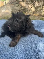 Scout, a male Yorkipoo for sale in Camden, MI – 2 of 4