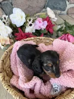 Honey, a female Miniature Dachshund for sale in Camden, MI – Photo 5 of 5