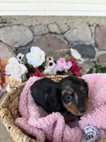 Honey, a female Miniature Dachshund for sale in Camden, MI – Photo 4 of 5