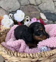 Honey, a female Miniature Dachshund for sale in Camden, MI – Photo 3 of 5