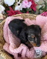 Honey, a female Miniature Dachshund for sale in Camden, MI – Photo 2 of 5