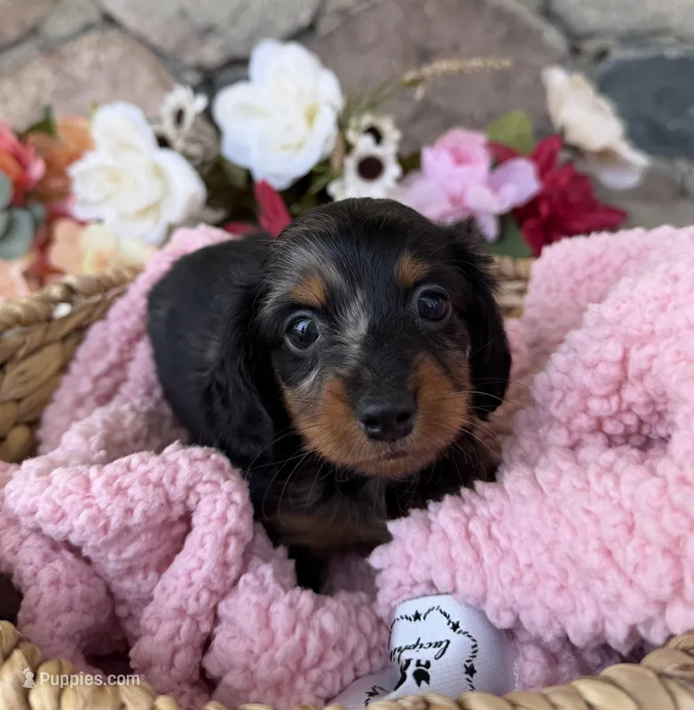 Honey – Miniature Dachshund puppy for sale in Camden, MI