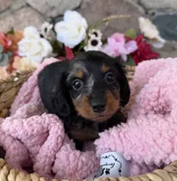 Honey, a female Miniature Dachshund for sale in Camden, MI – Photo 1 of 5