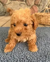 Mo  (Mojito), a male Poodle - Miniature  for sale in Camden, MI – 5 of 5