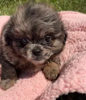 Sugar, a female Shihpoo for sale in Camden, MI – 2 of 4