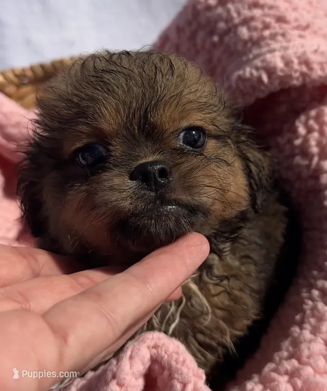Princess  – Shih Tzu puppy for sale in Camden, MI