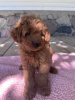 Sis, a female Miniature Goldendoodle for sale in Camden, MI – 3 of 6