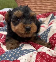 Less, a male Yorkshire Terrier for sale in Camden, MI – 2 of 5