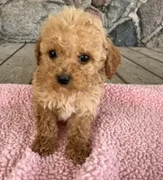 Temple, a female Poodle - Miniature  for sale in Camden, MI – 4 of 6