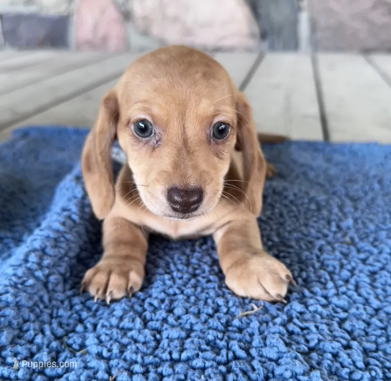 Becket (AKC) – Miniature Dachshund puppy for sale in Camden, MI