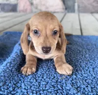 Becket (AKC), a male Miniature Dachshund for sale in Camden, MI – 1 of 4