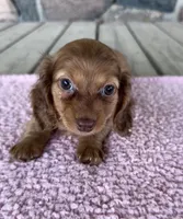 Clover (AKC) , a female Miniature Dachshund for sale in Camden, MI – 2 of 6