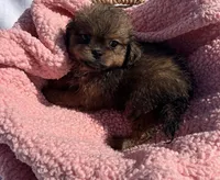 Princess , a female Shih Tzu for sale in Camden, MI – 2 of 6