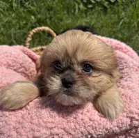 Taffy, a female Shihpoo for sale in Camden, MI – 3 of 5
