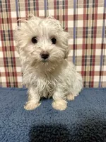 processed/88fc1665-bc80-42e6-bb21-294a76eef7ee/listing/0ec09e39-4a58-4ec8-9e4b-65afd2c06220/20668955-507c-42a2-be73-93885f023584