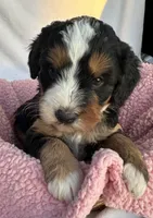 Shelia , a female Bernedoodle for sale in Camden, MI – Photo 4 of 5