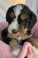 Shelia , a female Bernedoodle for sale in Camden, MI – Photo 2 of 5
