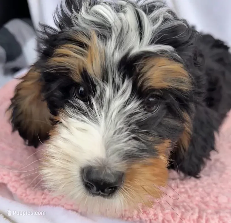 Shelia  – Bernedoodle puppy for sale in Camden, MI
