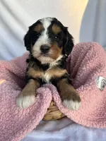 Shelia , a female Bernedoodle for sale in Camden, MI – Photo 5 of 5