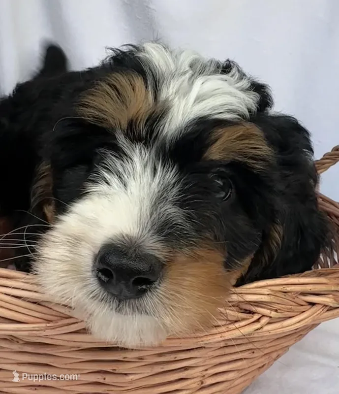 Shelia  – Bernedoodle puppy for sale in Camden, MI