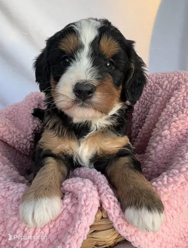 Shelia  – Bernedoodle puppy for sale in Camden, MI