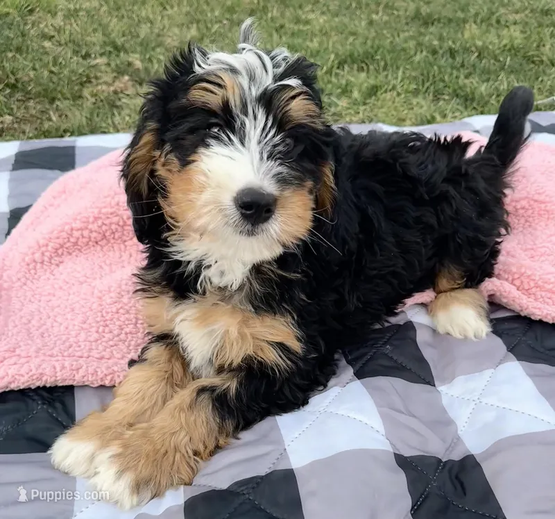 Shelia  – Bernedoodle puppy for sale in Camden, MI