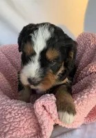 Shelia , a female Bernedoodle for sale in Camden, MI – Photo 3 of 5