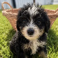 Skipper, a male Miniature Bernedoodle for sale in Camden, MI – 5 of 5
