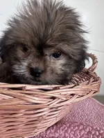 Jill , a female Shihpoo for sale in Camden, MI – 6 of 6