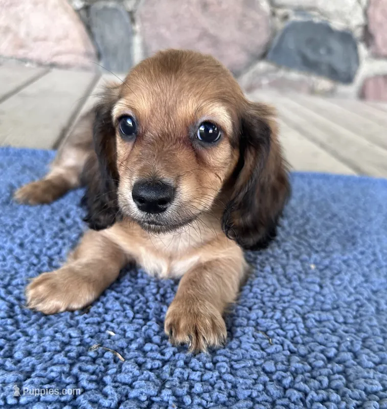 Flint (AKC) – Miniature Dachshund puppy for sale in Camden, MI