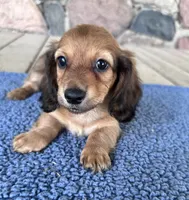 Flint (AKC), a male Miniature Dachshund for sale in Camden, MI – 1 of 4