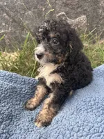 Winston , a male Miniature Bernedoodle for sale in Camden, MI – 8 of 8