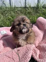 Penny, a female Shihpoo for sale in Camden, MI – 5 of 10