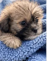 King, a male Shih Tzu for sale in Camden, MI – 3 of 6
