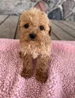 Temple, a female Poodle - Miniature  for sale in Camden, MI – 2 of 6