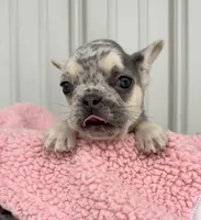 Lilly - AKC, a female French Bulldog for sale in Camden, MI – 3 of 7