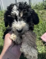 Willow, a female Miniature Bernedoodle for sale in Camden, MI – 6 of 7