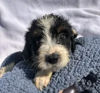 Captain, a male Miniature Bernedoodle for sale in Camden, MI – 4 of 4