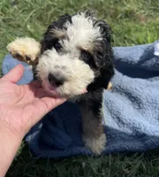 Willie, a male Miniature Bernedoodle for sale in Camden, MI – 5 of 5
