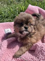 Penny, a female Shihpoo for sale in Camden, MI – 7 of 10