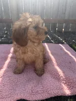 Dolly, a female Miniature Goldendoodle for sale in Camden, MI – 3 of 6