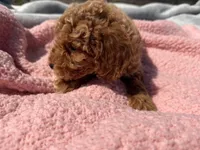 Brandy , a female Miniature Goldendoodle for sale in Camden, MI – 5 of 5