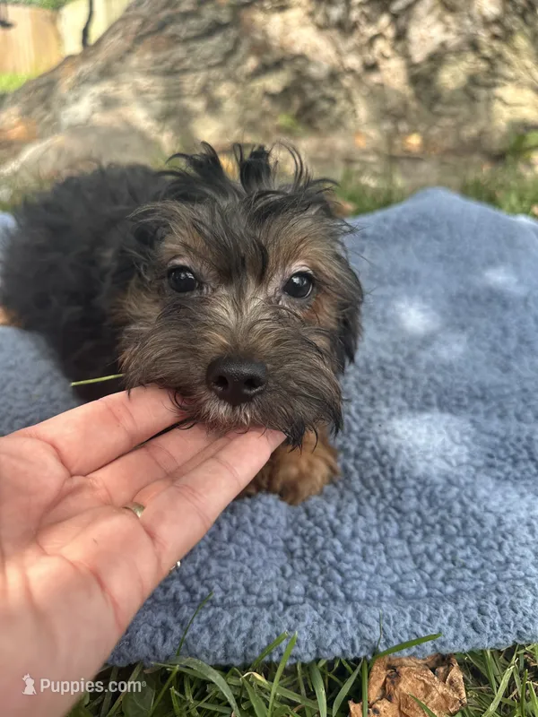 Bandit – Yorkipoo puppy for sale in Camden, MI