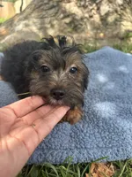 Bandit, a male Yorkipoo for sale in Camden, MI – 1 of 3