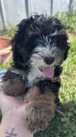 Lucky, a male Miniature Bernedoodle for sale in Camden, MI – 5 of 5