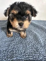 Teddy, a male Yorkipoo for sale in Camden, MI – 3 of 7