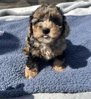 Duke, a male Yorkipoo for sale in Camden, MI – 5 of 6